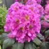 Purple Rhododendron Plant - 1-3 Year Old Azalea in Gallon Pot