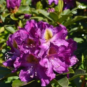 Purple Rhododendron Plant - 1-3 Year Old Azalea in Gallon Pot