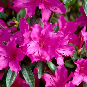 Purple Rhododendron Plant - Azalea Flowers, 1 Gallon Pot, Magenta Blooms