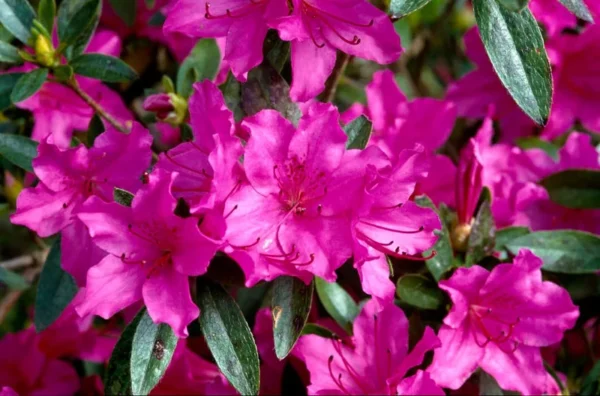 Purple Rhododendron Plant - Azalea Flowers, 1 Gallon Pot, Magenta Blooms
