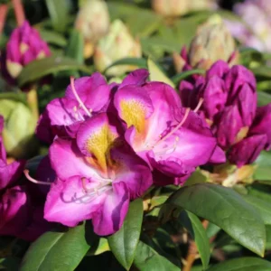 Purple Rhododendron Plant Gallon Pot - Flowering Rhododendrons Azaleas Plant