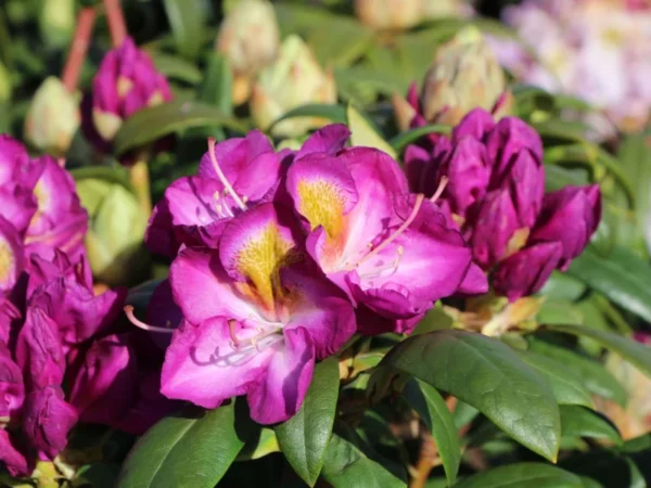 Purple Rhododendron Plant Gallon Pot - Flowering Rhododendrons Azaleas Plant