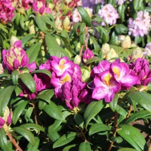 Purple Rhododendron Plant Gallon Pot - Flowering Rhododendrons Azaleas Plant