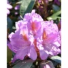 Purple Rhododendron Plant - Vibrant Flowers, 1-3 Year Old, Gallon Pot