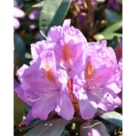 Purple Rhododendron Plant - Vibrant Flowers, 1-3 Year Old, Gallon Pot