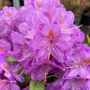 Purple Rhododendron Plant - Vibrant Flowers, 1-3 Year Old, Gallon Pot
