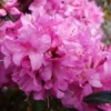 Purplish Pink Rhododendron Plant - Gallon Pot, 1-3 Year Old Rhododendron Azalea