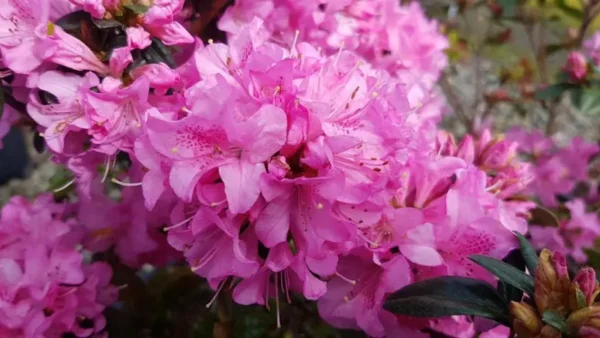 Purplish Pink Rhododendron Plant - Gallon Pot, 1-3 Year Old Rhododendron Azalea