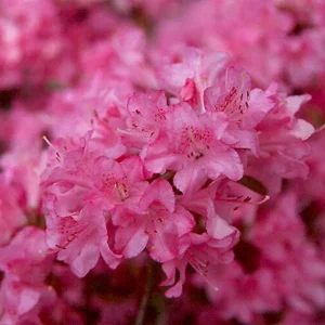 Purplish Pink Rhododendron Plant - Gallon Pot, 1-3 Year Old Rhododendron Azalea