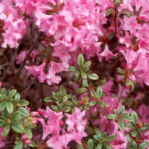 Purplish Pink Rhododendron Plant - Gallon Pot, 1-3 Year Old Rhododendron Azalea