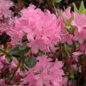 Purplish Pink Rhododendron Plant - Gallon Pot, 1-3 Year Old Rhododendron Azalea