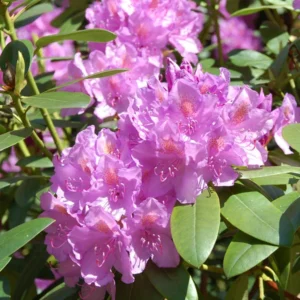 Lavender Queen Rhododendron Plant Gallon Pot Less Pink Lavender Flowers Rhododendrons Azaleas Plant