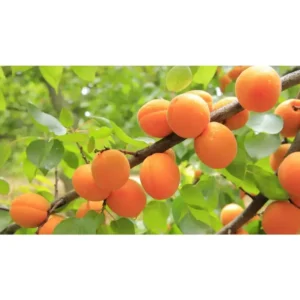 Dwarf Blenheim Apricot Tree Bare Root - 2 Year Old Fruit Tree Plant 3-4 Feet