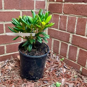 R. edgarianum Rhododendron Plant - Purple Flower Gallon Pot - 1-3 Year Old Azalea