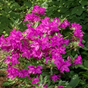Purple Rhododendron Plant - Azalea Flowers, 1 Gallon Pot, Magenta Blooms