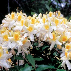 Yellow Rhododendron Plant - 1-3 Year Old Azalea in Gallon Pot - Showy Flowers