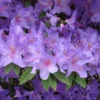 R. augustinii Rhododendron Plant - Purple Flowers - 1 Gallon Pot - Azalea Rhododendron