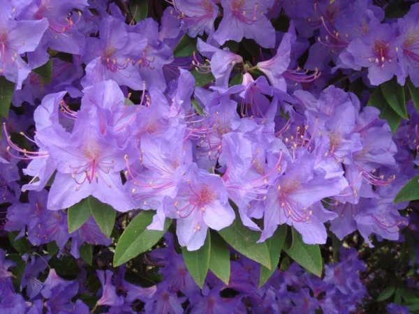 R. augustinii Rhododendron Plant - Purple Flowers - 1 Gallon Pot - Azalea Rhododendron