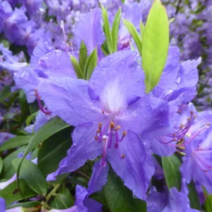 R. augustinii Rhododendron Plant - Purple Flowers - 1 Gallon Pot - Azalea Rhododendron