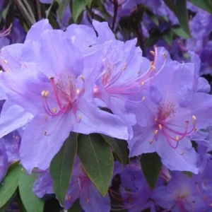 R. augustinii Rhododendron Plant - Purple Flowers - 1 Gallon Pot - Azalea Rhododendron