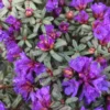 R. edgarianum Rhododendron Plant - Purple Flower Gallon Pot - 1-3 Year Old Azalea