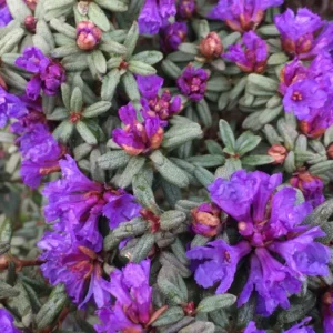 R. edgarianum Rhododendron Plant - Purple Flower Gallon Pot - 1-3 Year Old Azalea