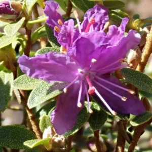 R. edgarianum Rhododendron Plant - Purple Flower Gallon Pot - 1-3 Year Old Azalea