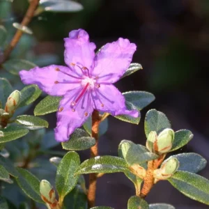 R. edgarianum Rhododendron Plant - Purple Flower Gallon Pot - 1-3 Year Old Azalea