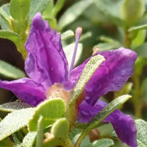 R. edgarianum Rhododendron Plant - Purple Flower Gallon Pot - 1-3 Year Old Azalea
