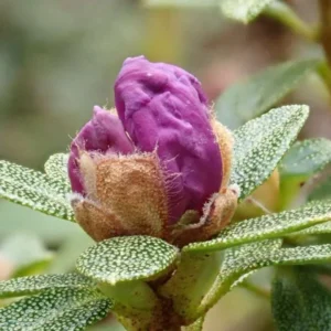 R. edgarianum Rhododendron Plant - Purple Flower Gallon Pot - 1-3 Year Old Azalea
