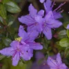 R. impeditum Rhododendron Plant - Purple-Blue Flowers, Gallon Pot, 1-3 Year Old Rhododendron Azalea Plant