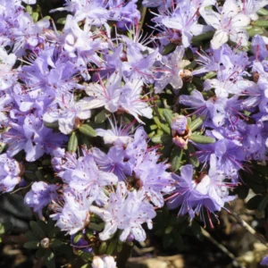 R. impeditum Rhododendron Plant - Purple-Blue Flowers, Gallon Pot, 1-3 Year Old Rhododendron Azalea Plant