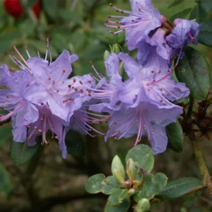 R. impeditum Rhododendron Plant - Purple-Blue Flowers, Gallon Pot, 1-3 Year Old Rhododendron Azalea Plant