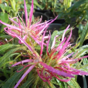 R. linearifolium Rhododendron Plant - Rich Pink Flowers, 1 Gallon Pot, Dwarf Shrub
