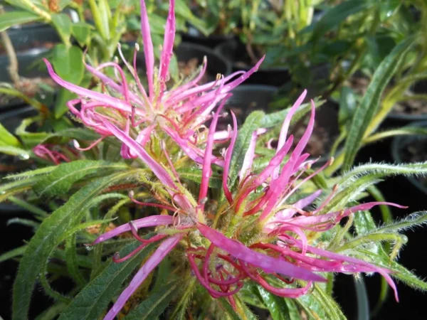 R. linearifolium Rhododendron Plant - Rich Pink Flowers, 1 Gallon Pot, Dwarf Shrub