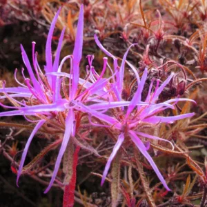 R. linearifolium Rhododendron Plant - Rich Pink Flowers, 1 Gallon Pot, Dwarf Shrub