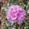 R. racemosum Rhododendron Plant - Bright Pink Flowers, 1-3 Year Old, Gallon Pot