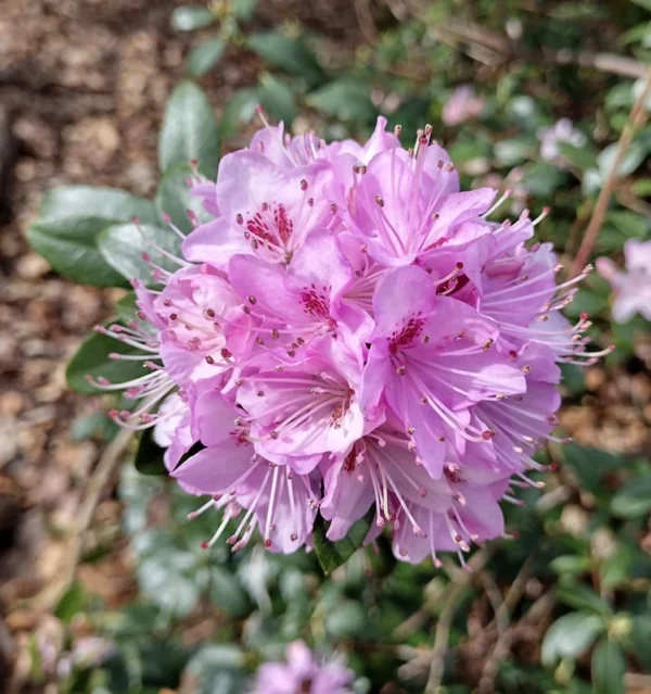 R. racemosum Rhododendron Plant - Bright Pink Flowers, 1-3 Year Old, Gallon Pot