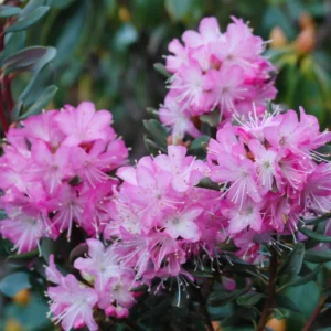 R. racemosum Rhododendron Plant - Bright Pink Flowers, 1-3 Year Old, Gallon Pot