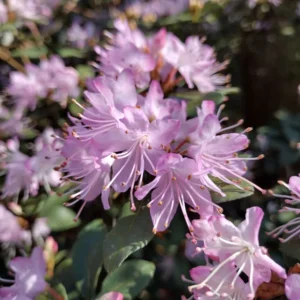 R. racemosum Rhododendron Plant - Bright Pink Flowers, 1-3 Year Old, Gallon Pot