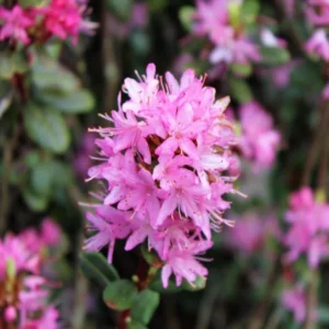 R. racemosum Rhododendron Plant - Bright Pink Flowers, 1-3 Year Old, Gallon Pot
