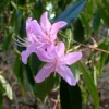 R. searsiae Rhododendron Plant - Lavender-White-Pink Flowers, 1-3 Year Old, Gallon Pot