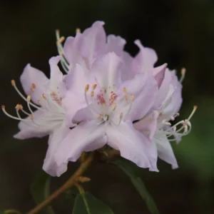 R. searsiae Rhododendron Plant - Lavender-White-Pink Flowers, 1-3 Year Old, Gallon Pot