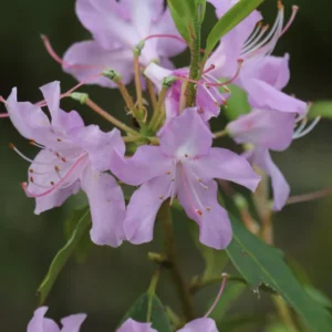 R. searsiae Rhododendron Plant - Lavender-White-Pink Flowers, 1-3 Year Old, Gallon Pot