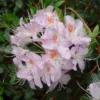 R. yunnanense Rhododendron Plant - White-Purple Flowers, 1-3 Year Old, Gallon Pot