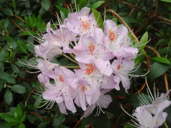 R. yunnanense Rhododendron Plant - White-Purple Flowers, 1-3 Year Old, Gallon Pot