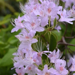 R. yunnanense Rhododendron Plant - White-Purple Flowers, 1-3 Year Old, Gallon Pot