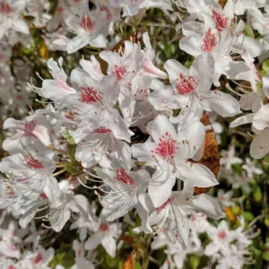 R. yunnanense Rhododendron Plant - White-Purple Flowers, 1-3 Year Old, Gallon Pot