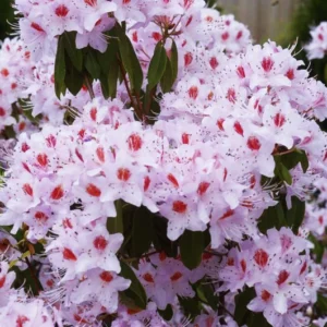 R. yunnanense Rhododendron Plant - White-Purple Flowers, 1-3 Year Old, Gallon Pot