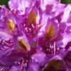 Red Eye Rhododendron Plant - Purple Flowers, 1-3 Year Old, Gallon Pot
